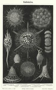 Radiolaria by German School