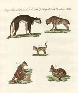 Rapacious Animals by German School