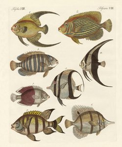 Rare Indian Fish by German School