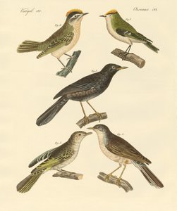 Rare and beautiful European and German birds by German School