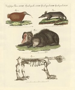 Rare Mammals