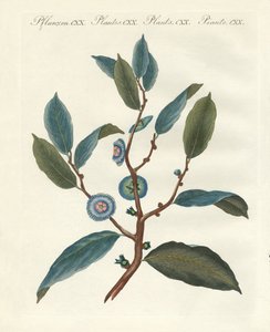 Rare Ornamental Plants by German School