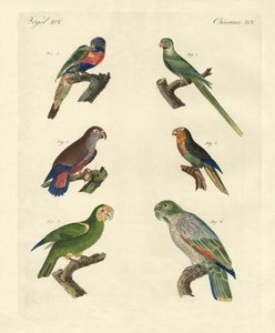 Rare parrots by German School