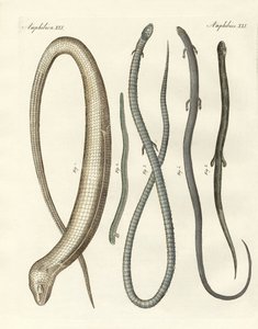 Rare Reptiles by German School