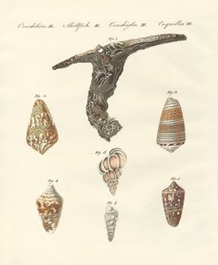 Rare shells by German School