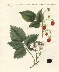 Raspberries and Blackberries by German School