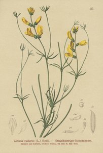 Rayed Broom