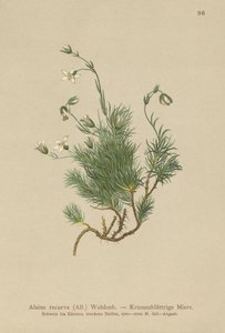 Recurved Sandwort by German School