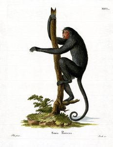 Red-faced Spider Monkey by German School