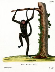 Red-faced Spider Monkey by German School