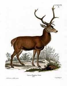 Red Deer by German School