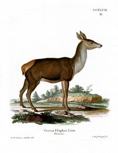 Red Deer by German School
