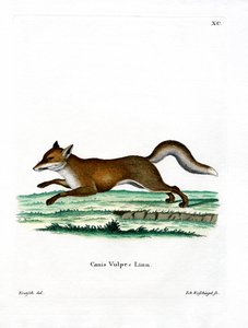 Red Fox by German School
