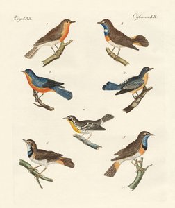 Redbreasts, Bluethroats and Yellowthroats