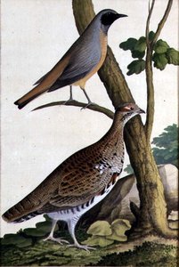 Redstart (Phoenicurus phoenicurus) and Hazel Hen