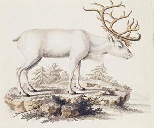 Reindeer (Cervus tarandus), from Mammals illustrated from Nature with descriptions, by Johann Christian Daniel von Schreber, engraving by I Nufsbiegel, volume 5, table 248-C, Germany by German School