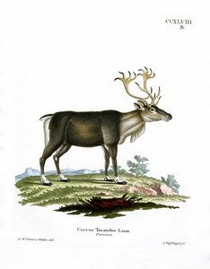 Reindeer by German School
