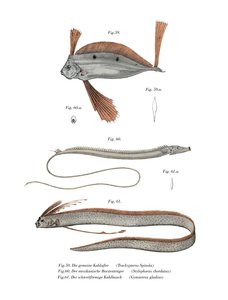 Ribbon Fish by German School