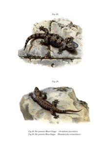 Ringed Wall Gecko by German School