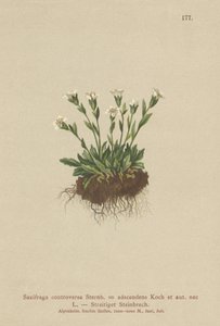 Rock Saxifrage by German School