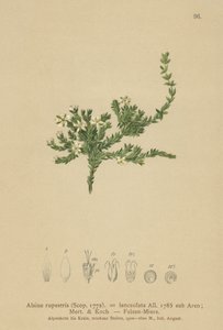 Rock Stitchwort