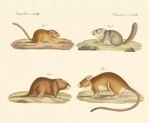 Rodents