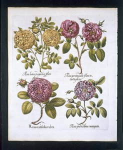 Roses, plate 95 from Hortus Eystettensis by Basil Besler, pub. 1613 by German School