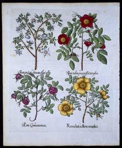 Roses, plate 98 from Hortus Eystettensis by Basil Besler, pub. 1613 by German School