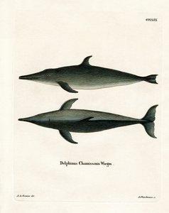 Rough-toothed Dolphin