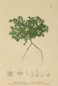 Rupturewort