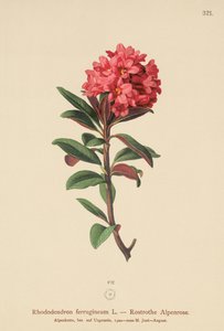 Rusty-Leaved Alpenrose by German School