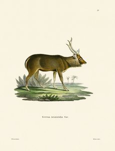 Sambar by German School