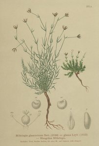 Sandwort by German School