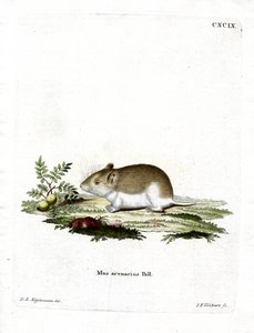 Sandy Mole Rat by German School