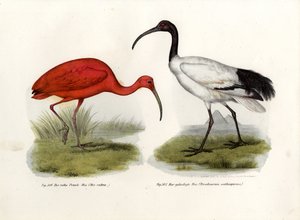 Scarlet Ibis by German School