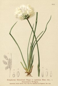 Scheuchzers Cotton-grass