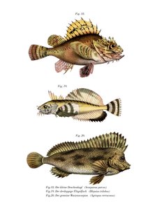 Scorpion Fish