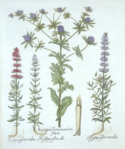 Sea Holly and Three Kinds of Hyssop, from Hortus Eystettensis