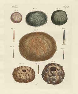 Sea Hedgehog