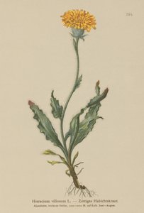 Shaggy Hawkweed