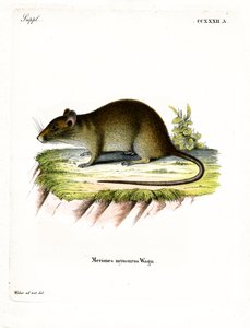Short-tailed Bandicoot Rat
