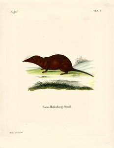 Shrew by German School