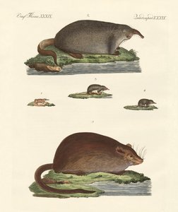 Shrew Mice and Musk Mice