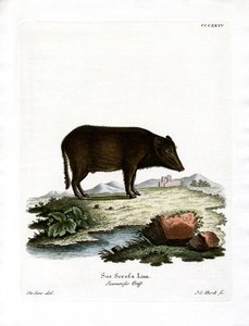 Siamese Wild Boar by German School