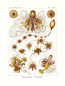Siphonophorae, 1899-1904 by German School