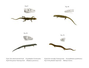 Skink by German School