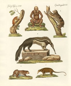 Sloths and anteaters