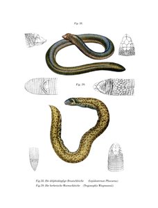 Smallhead Worm Lizard by German School