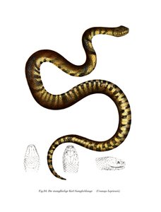 Snake