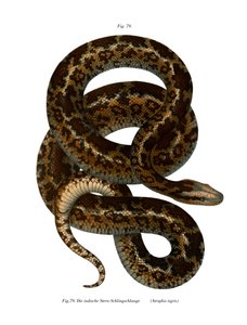 Snake